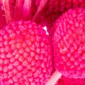 Craspedia Trockenblumen Bund 55 cm Pink 20 Stiele für Wohn- und Tischdekoration | Floristik24.at