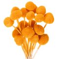 Floristik24 Craspedia Trockenblumenstrauß Orange 55 cm 20 Stiele
