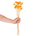 Craspedia Trockenblumenstrauß Orange 55 cm 20 Stiele | Floristik24.at