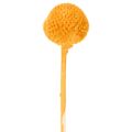 Craspedia Trockenblumenstrauß Orange 55 cm 20 Stiele | Floristik24.at