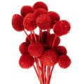 Floristik24 Trockenblumen Craspedia Rot 55cm 20 Stiele für Wohn- und Tischdekoration