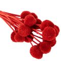 Trockenblumen Craspedia Rot