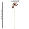 Künstliche Dahlie mit zwei Blüten, 75 cm, Metallic Champagner | Floristik24.at