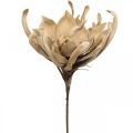 Floristik24 Deko Lotusblüte Künstlich Lotosblume Kunstblume Beige L68cm