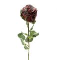 Floristik24 Deko Rose rot beschneit Ø6cm 6St