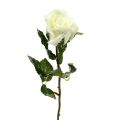 Floristik24 Deko Rose weiß beschneit Ø6cm 6St