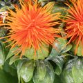 Künstliche Färberdistel orange