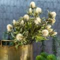 Floristik24 Distel künstlich Deko-Zweig Creme 10 Blütenköpfe 68cm 3St