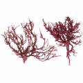 Floristik24 Dekoast Korallenzweig Rot weiß gewaschen 500g
