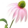 Floristik24 Echinacea Blüte künstlich Hellrosa 90cm