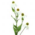 Floristik24 Echinacea Blüte künstlich Weiß 90cm