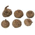 Eichelkappen natur 2cm braun 300g Dekoration Herbst Advent | Floristik24.at