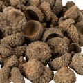 Eichelkappen natur 2cm braun 300g Dekoration Herbst Advent | Floristik24.at