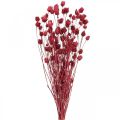Floristik24 Trockenblumen Rot Trockendistel Erdbeerdistel Gefärbt 100g