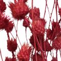 Floristik24 Trockenblumen Rot Trockendistel Erdbeerdistel Gefärbt 100g