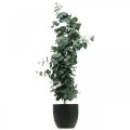 Floristik24 Eukalyptus im Topf Kunstpflanze Künstliche Pflanzendeko H87cm