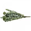 Floristik24 Eukalyptus Konserviert Zweige Blätter Rund Grün 150g