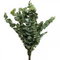 Floristik24 Eukalyptus Konserviert Zweige Blätter Rund Grün 150g