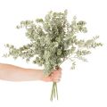 Künstlicher Eukalyptuszweig 49cm aus Kunststoff im 4er-Set für dekorative Arrangements | Floristik24.at
