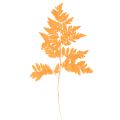 Floristik24 Farnzweige getrocknet konserviert Orange 42 cm 10 Stück für Floristik und Herbstdekoration