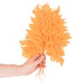 Farnzweige getrocknet konserviert Orange 42 cm 10 Stück für Floristik und Herbstdekoration | Floristik24.at