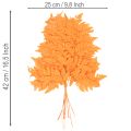 Farnzweige getrocknet konserviert Orange 42 cm 10 Stück für Floristik und Herbstdekoration | Floristik24.at