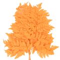 Farnzweige getrocknet konserviert Orange 42 cm 10 Stück für Floristik und Herbstdekoration | Floristik24.at