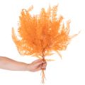 Konservierter Farnzweig 60 cm orange, Trockenblumen-Dekoration, 10 Stück | Floristik24.at