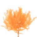 Konservierter Farnzweig 60 cm orange, Trockenblumen-Dekoration, 10 Stück | Floristik24.at