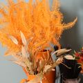 Konservierter Farnzweig 60 cm orange, Trockenblumen-Dekoration, 10 Stück | Floristik24.at