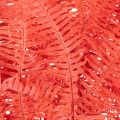 Konservierter Farn Rot 60 cm