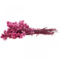 Floristik24 Mini Strohblume Pink Trockenblumen Felsblume H20cm 15g