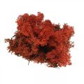 Floristik24 Deko Moos Rot Siena Naturmoos zum Basteln Getrocknet, gefärbt 500g