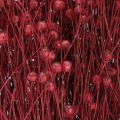 Flachs Bordeaux Rot Trockendeko Trockenblumen L55cm 80g | Floristik24.at