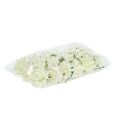 Foam-Rose Ø7,5cm Creme 18St | Floristik24.at