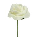 Foam Rose Ø3,5cm Creme 48 St | Floristik24.at