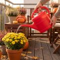 Gießkanne Kunststoff 5 Liter mit Brause in verschiedenen Farben für Balkon und Garten | Floristik24.at