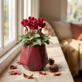 Keramik Blumentopf Übertopf Purpurrot Sechseck Ø10cm H9cm | Floristik24.at