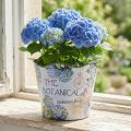 Blumentopf aus Kunststoff mit Hortensien-Motiv Ø16,5cm H13,5cm | Floristik24.at