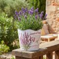 Blumentopf Übertopf Kunststoff Lavendel-Motiv Ø16,5cm H13,5cm | Floristik24.at