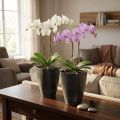 Orchideentopf Kunststoff Anthrazit 13,5x13x16,5cm 2er-Set | Floristik24.at