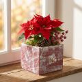 Pflanzkasten Holz 12cm Rot Weiß Shabby Chic | Floristik24.at