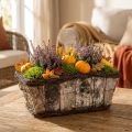 Pflanzkasten rechteckig Birke und Reben mit Pflanzfolie 28×14×11,5cm Braun | Floristik24.at