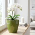 Orchideentopf aus Kunststoff glänzend Olivgrün Ø12,5cm | Floristik24.at