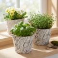 Pflanzentopf aus Birkenrinde weiß 12 cm 4er-Set | Floristik24.at