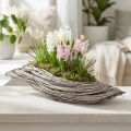 Pflanzschale Welle Rattan Natur Weiß 40x14x6cm | Floristik24.at