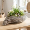 Pflanzschiffchen Pflanzwelle Rattan Natur Weiß 45x16cm | Floristik24.at