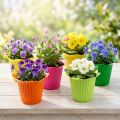Plastikblumentopf Blütenform Ø6,5cm Bunt 25 Stück | Floristik24.at