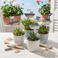 Dekostecker Holzschiff Weiß Blau Natur 8cm H37cm 24 Stück | Floristik24.at