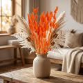 Hasenschwanzgras Trockenblumen Orange 50–60cm 50g Deko Lagurus | Floristik24.at